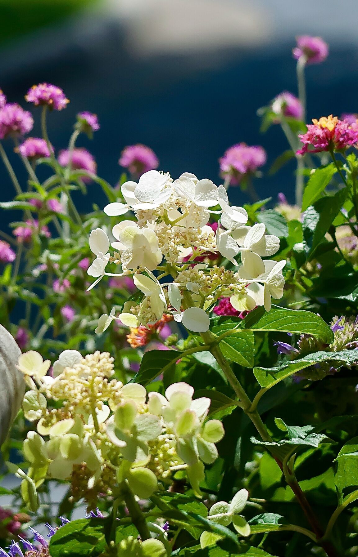 Container with Quick Fire hydrangea